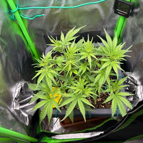 RQS Cosmos F1 growlog timeline photo