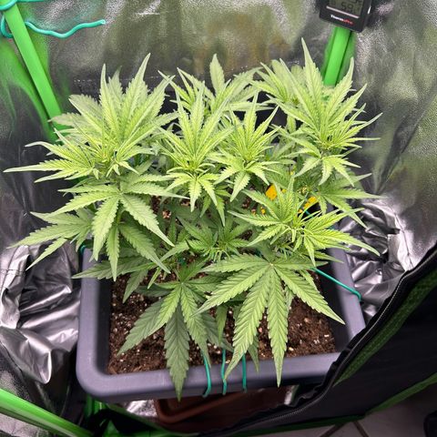 RQS Cosmos F1 growlog timeline photo