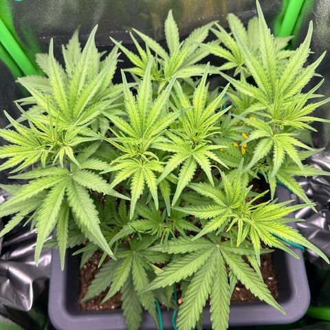 RQS Cosmos F1 growlog timeline photo