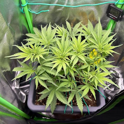 RQS Cosmos F1 growlog timeline photo
