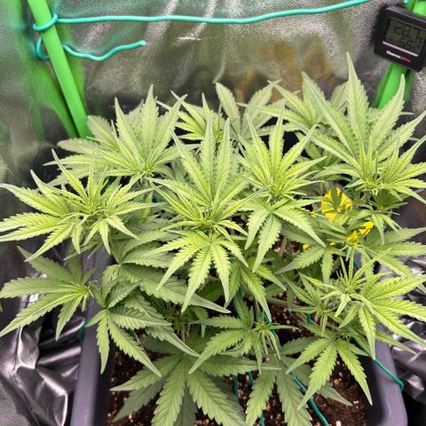 RQS Cosmos F1 growlog timeline photo