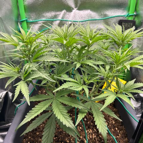 RQS Cosmos F1 growlog timeline photo