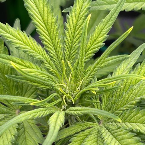 RQS Cosmos F1 growlog timeline photo