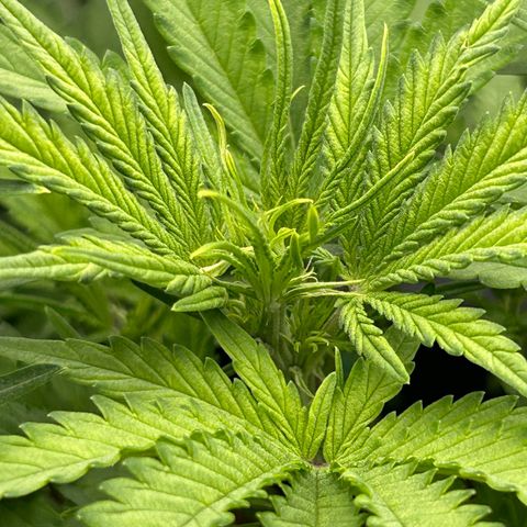RQS Cosmos F1 growlog timeline photo