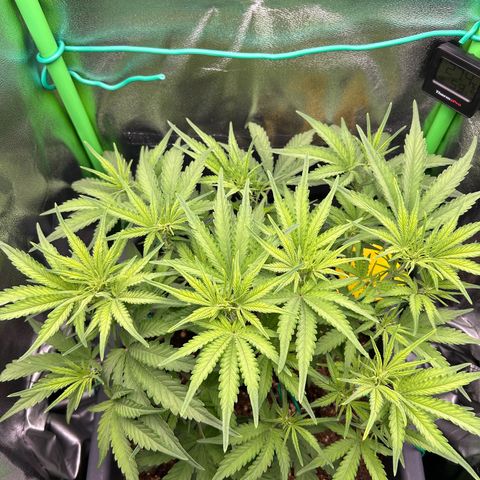RQS Cosmos F1 growlog timeline photo