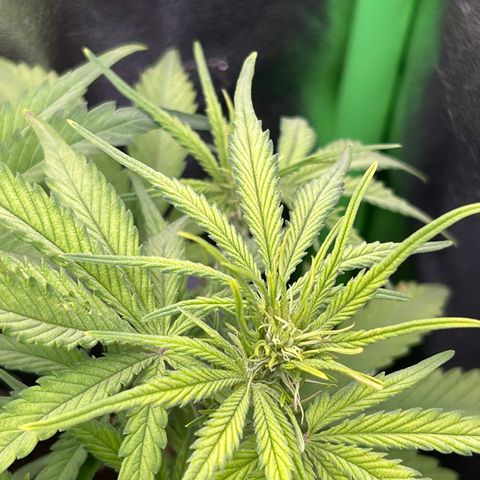 RQS Cosmos F1 growlog timeline photo