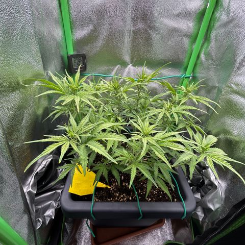 RQS Cosmos F1 growlog timeline photo