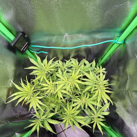 RQS Cosmos F1 growlog timeline photo