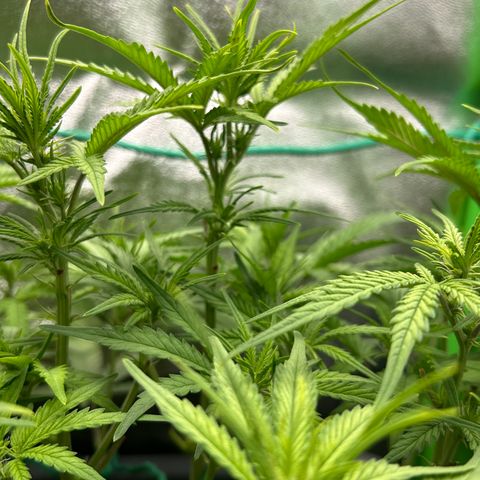 RQS Cosmos F1 growlog timeline photo