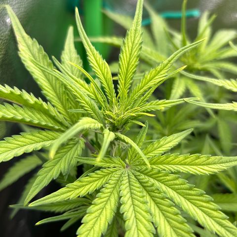 RQS Cosmos F1 growlog timeline photo