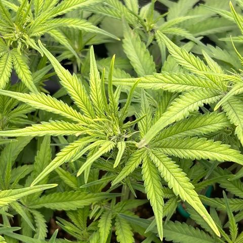RQS Cosmos F1 growlog timeline photo