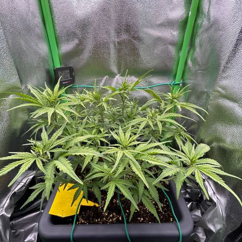 RQS Cosmos F1 growlog timeline photo