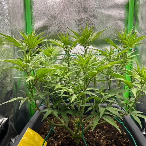 RQS Cosmos F1 growlog timeline photo