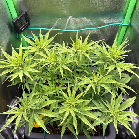 RQS Cosmos F1 growlog timeline photo