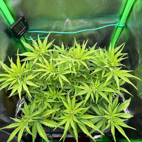 RQS Cosmos F1 growlog timeline photo