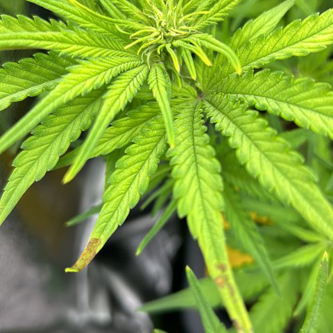 RQS Cosmos F1 growlog timeline photo