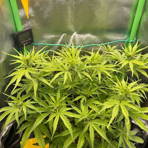 RQS Cosmos F1 growlog timeline photo