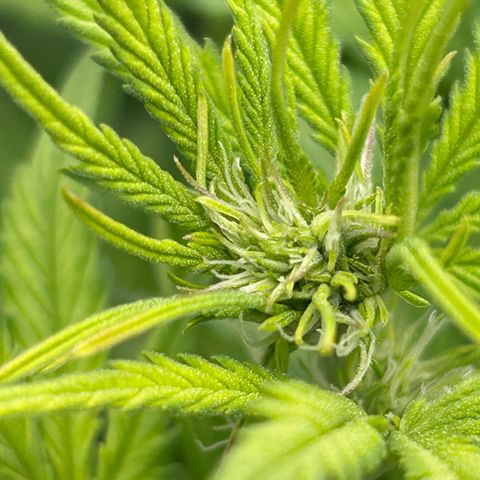 RQS Cosmos F1 growlog timeline photo