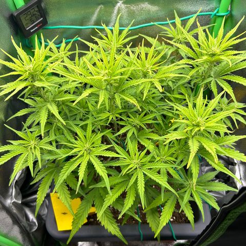 RQS Cosmos F1 growlog timeline photo