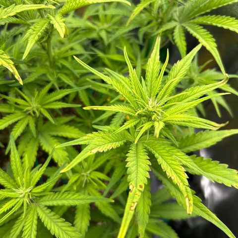 RQS Cosmos F1 growlog timeline photo