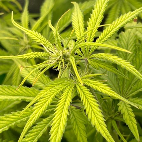 RQS Cosmos F1 growlog timeline photo