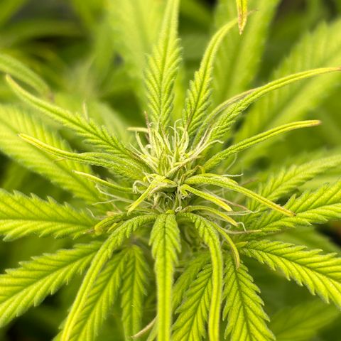 RQS Cosmos F1 growlog timeline photo
