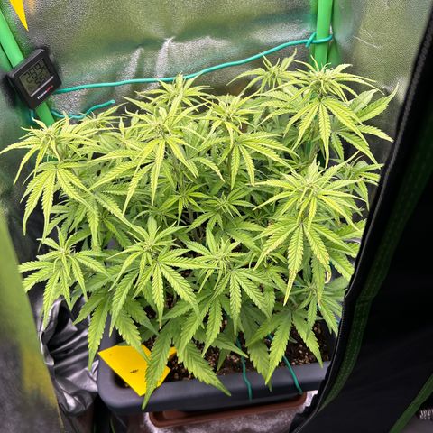 RQS Cosmos F1 growlog timeline photo