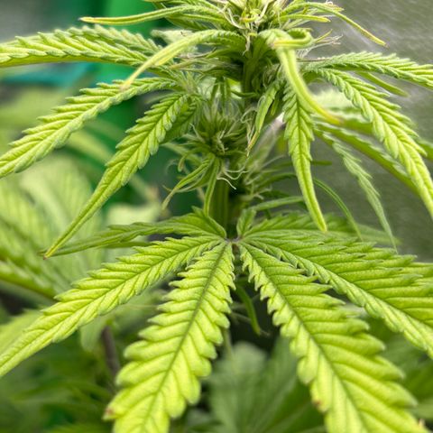 RQS Cosmos F1 growlog timeline photo