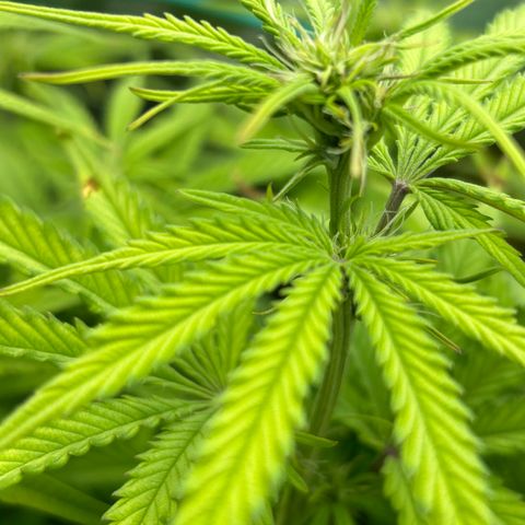 RQS Cosmos F1 growlog timeline photo