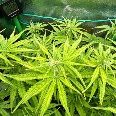 RQS Cosmos F1 growlog timeline photo