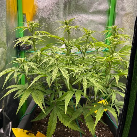 RQS Cosmos F1 growlog timeline photo
