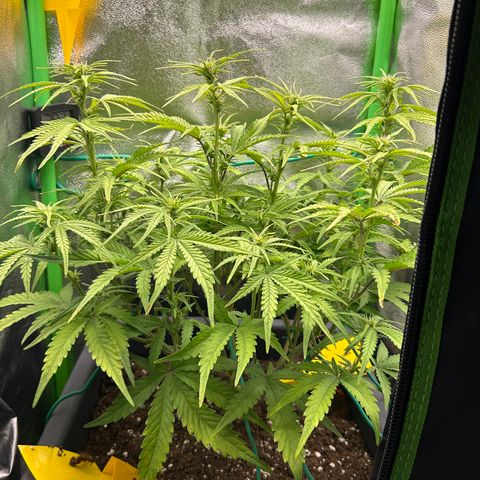 RQS Cosmos F1 growlog timeline photo