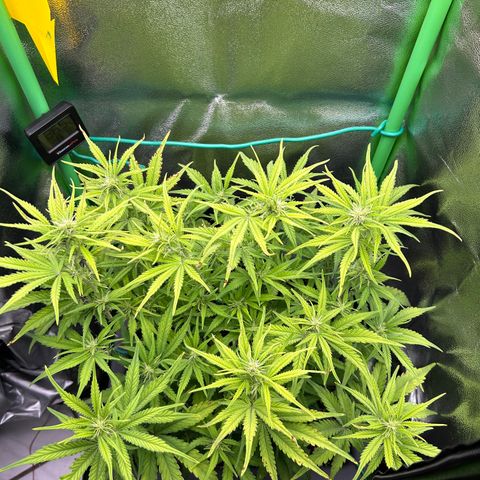 RQS Cosmos F1 growlog photo: 😖😖😖