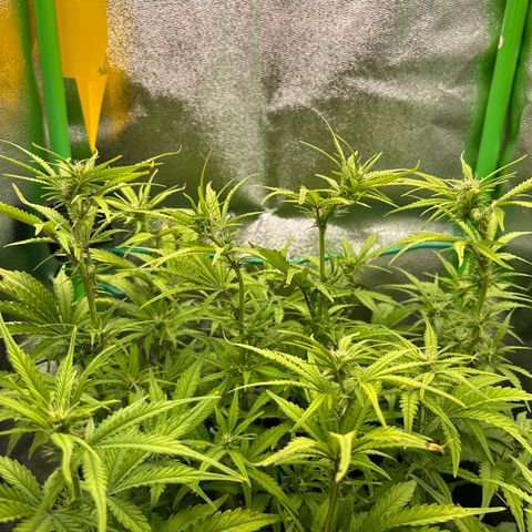 RQS Cosmos F1 growlog photo: 😖😖😖