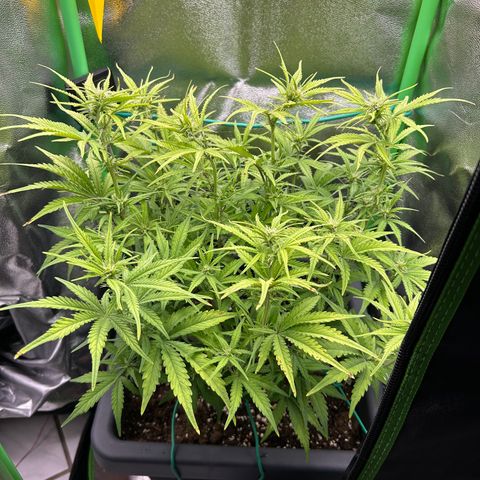 RQS Cosmos F1 growlog photo: 😖😖😖