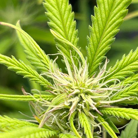 RQS Cosmos F1 growlog timeline photo