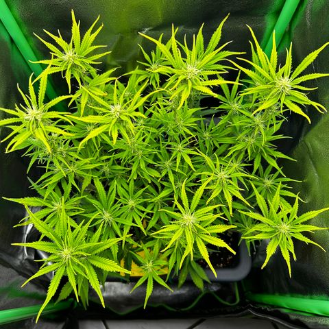 RQS Cosmos F1 growlog timeline photo
