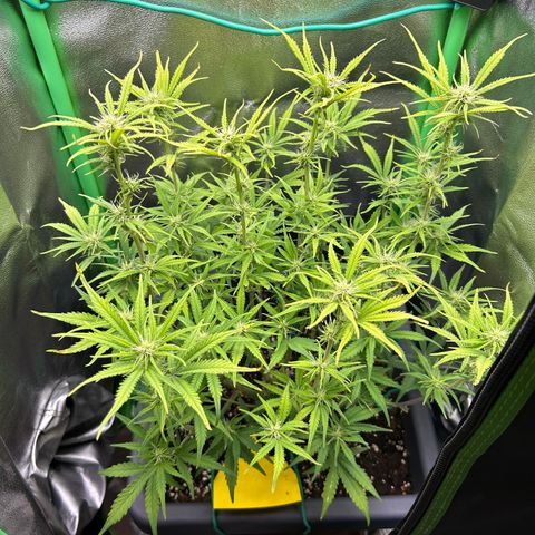 RQS Cosmos F1 growlog timeline photo