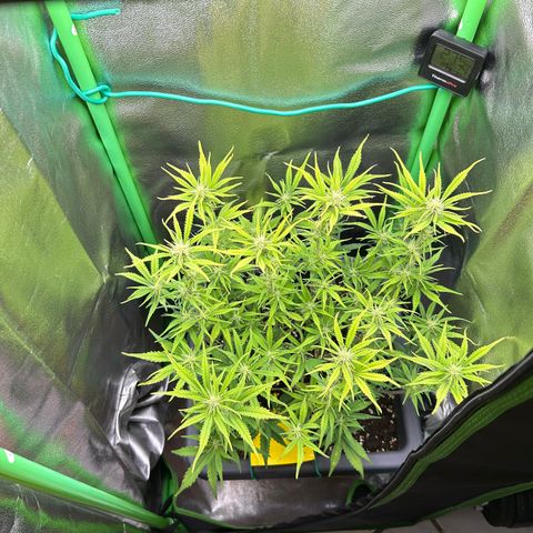RQS Cosmos F1 growlog timeline photo