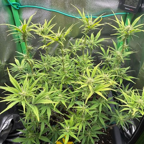 RQS Cosmos F1 growlog timeline photo