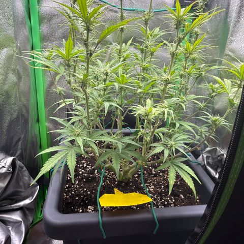 RQS Cosmos F1 growlog timeline photo