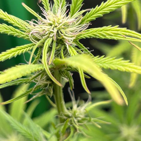 RQS Cosmos F1 growlog timeline photo