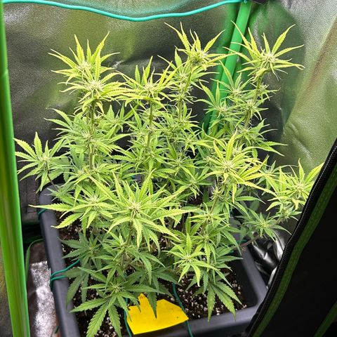 RQS Cosmos F1 growlog timeline photo