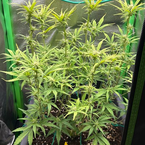 RQS Cosmos F1 growlog timeline photo