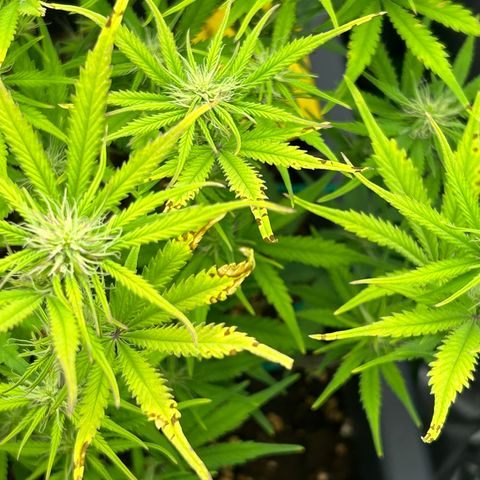 RQS Cosmos F1 growlog timeline photo