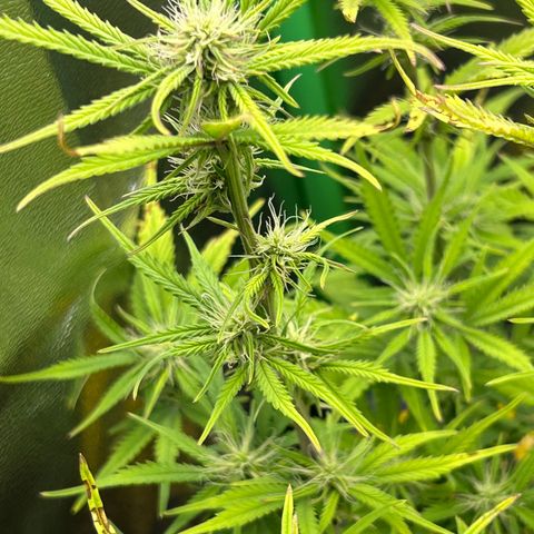 RQS Cosmos F1 growlog timeline photo