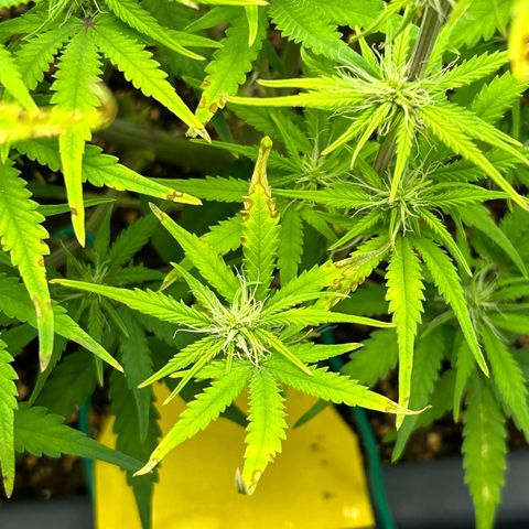 RQS Cosmos F1 growlog timeline photo