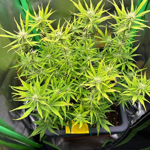 RQS Cosmos F1 growlog timeline photo