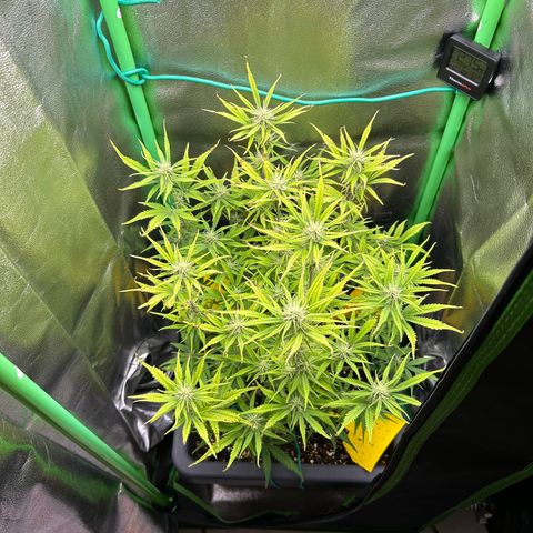 RQS Cosmos F1 growlog timeline photo