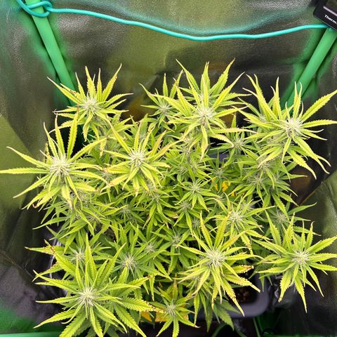 RQS Cosmos F1 growlog timeline photo